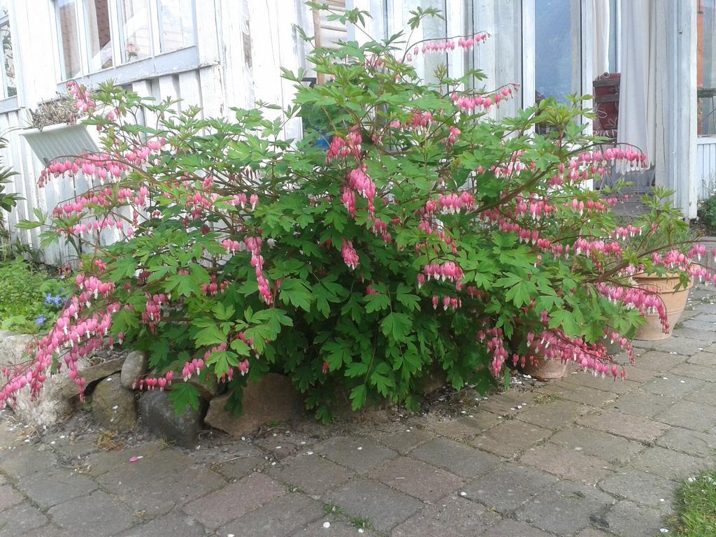 Belvedere B&B Svendborg Eksteriør bilde